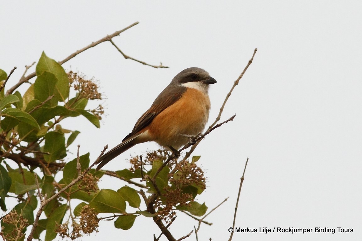 Emin's Shrike - ML206162211