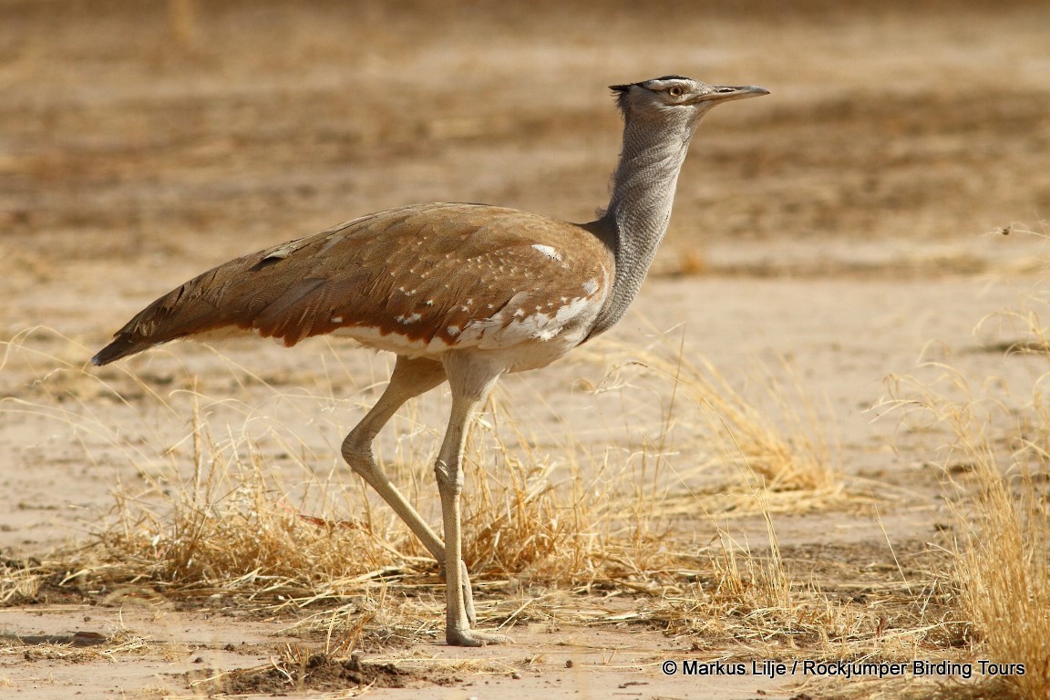 Arabian Bustard - ML206162251