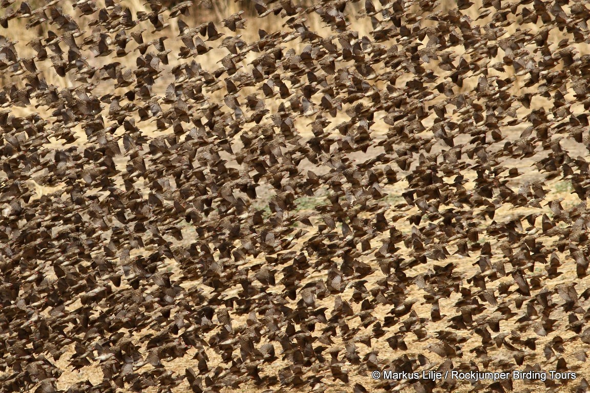 Red-billed Quelea - ML206162261