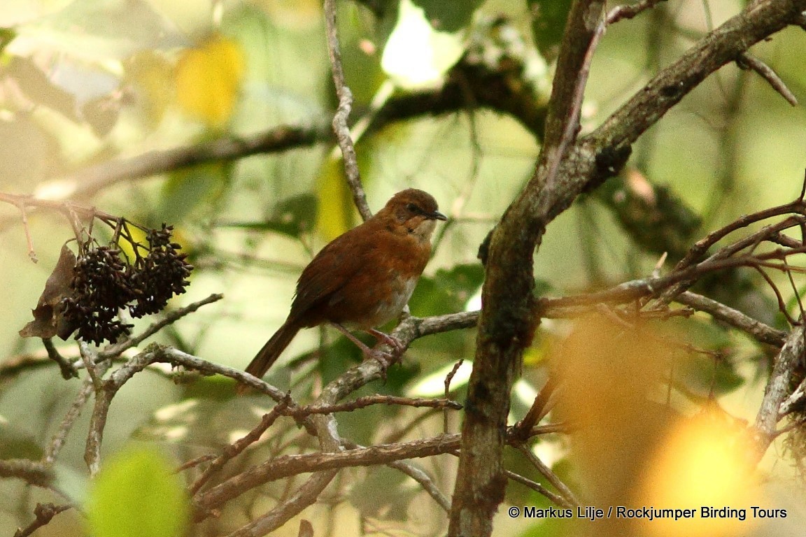 Bangwa Warbler - Markus Lilje
