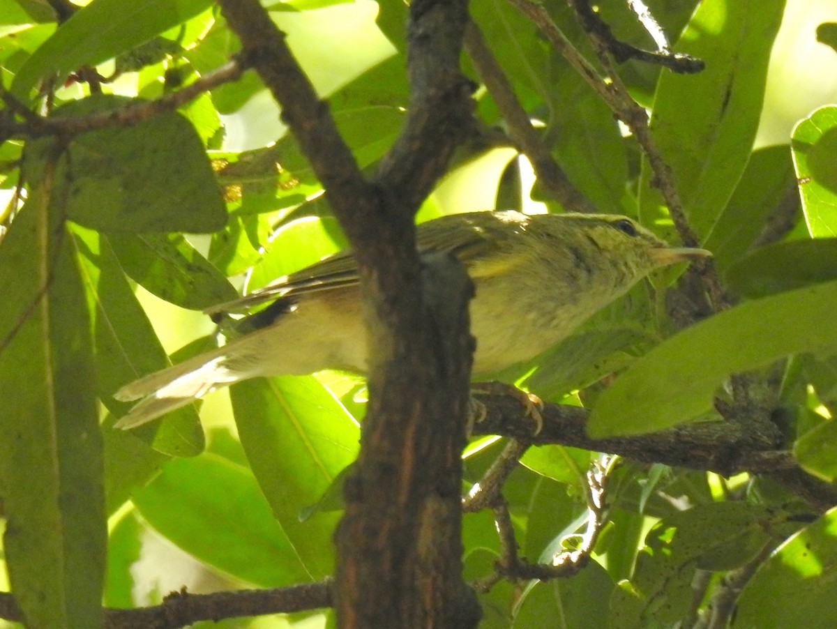 Large-billed Leaf Warbler - ML206162311