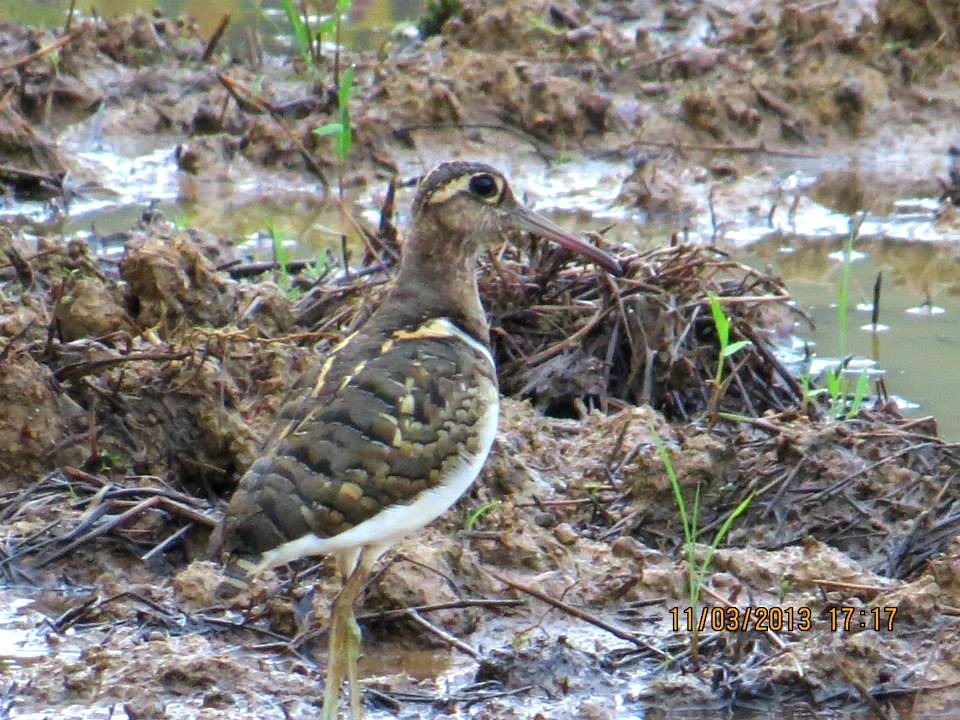 Greater Painted-Snipe - Nimali Digo & Thilanka Edirisinghe