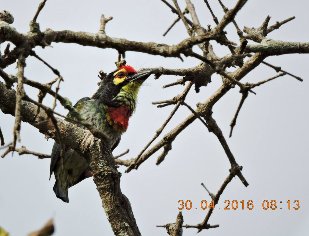 Coppersmith Barbet - ML206162501