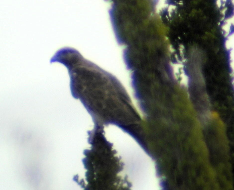 Madagascar Cuckoo-Hawk - ML206162701