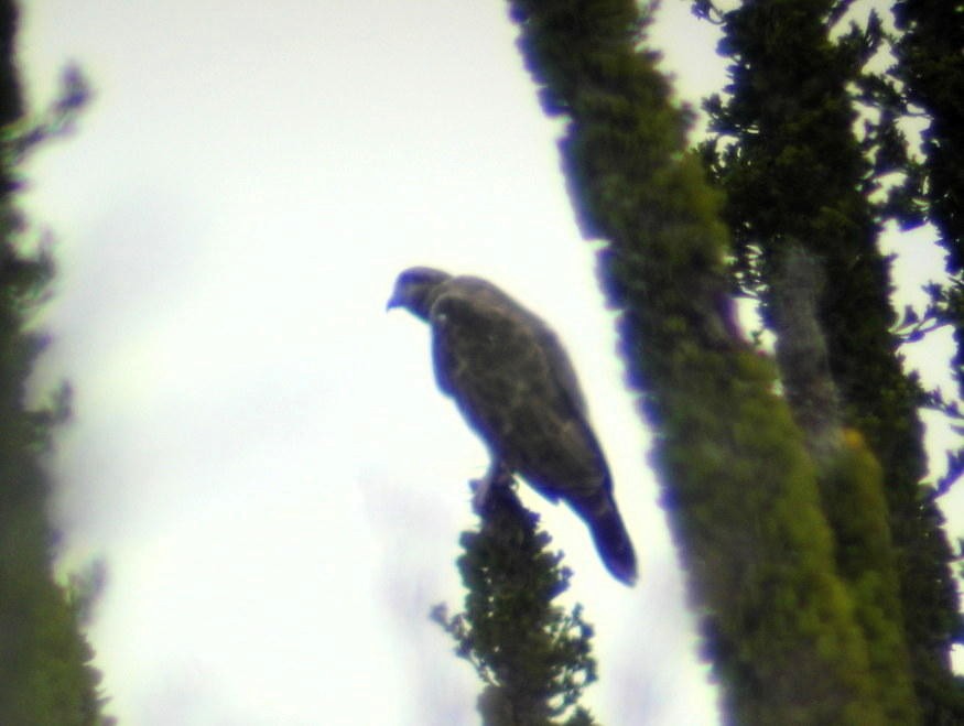 Madagascar Cuckoo-Hawk - ML206162781
