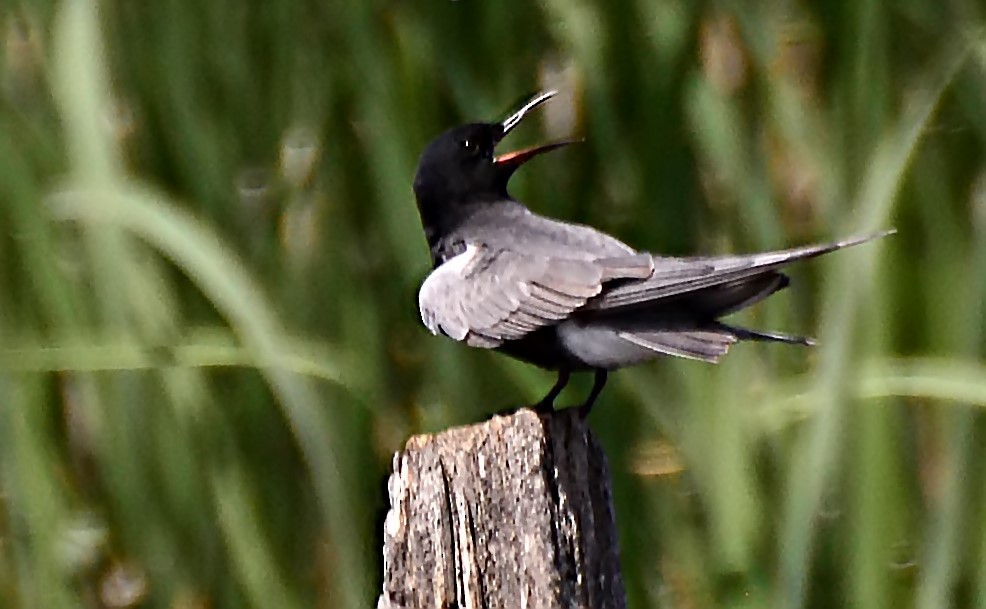 Black Tern (American) - ML206163101