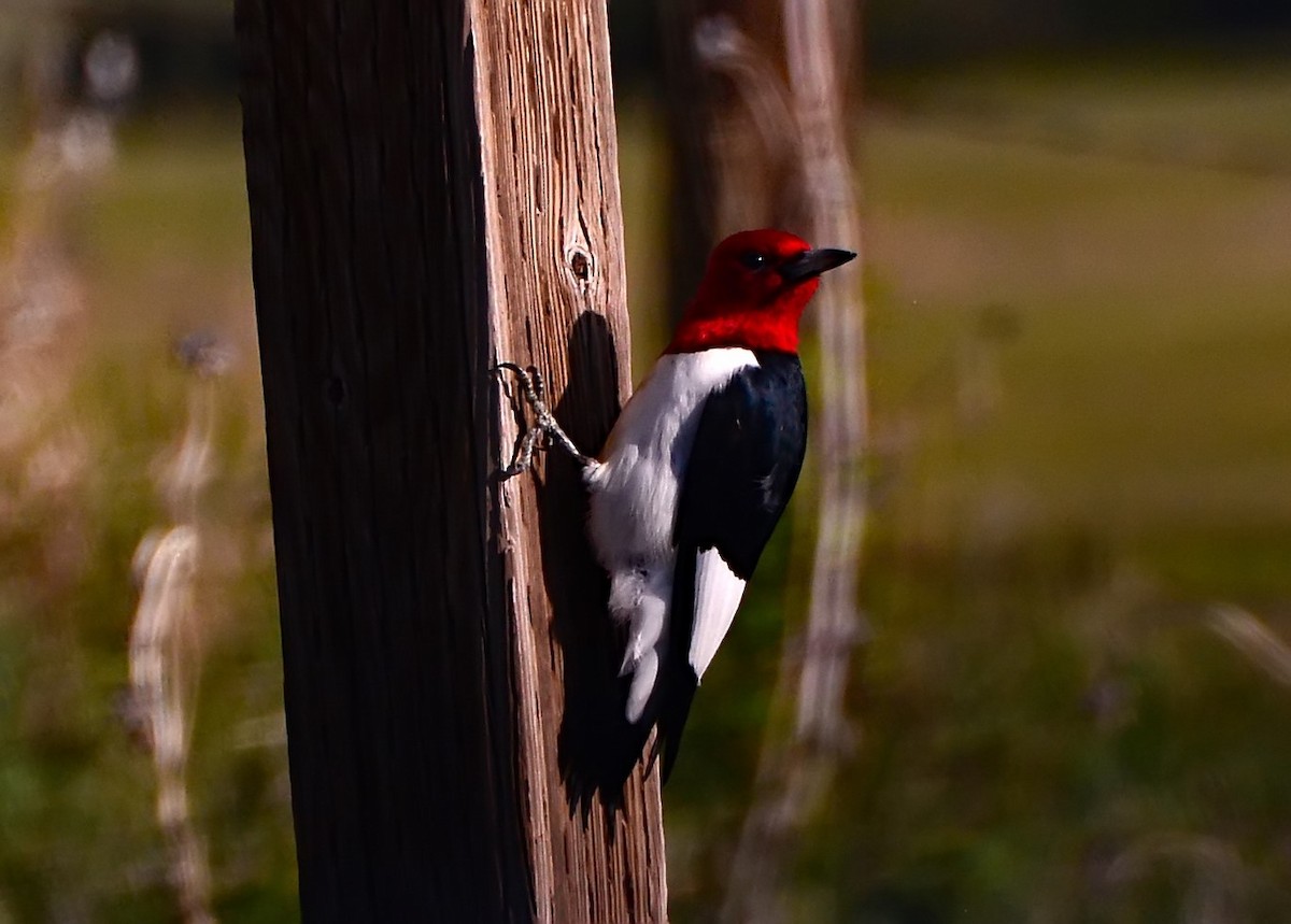 Red-headed Woodpecker - ML206163161