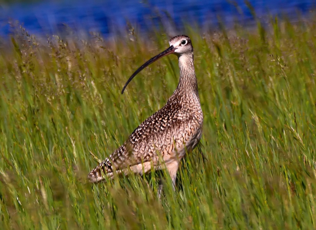 Long-billed Curlew - Mike Ross