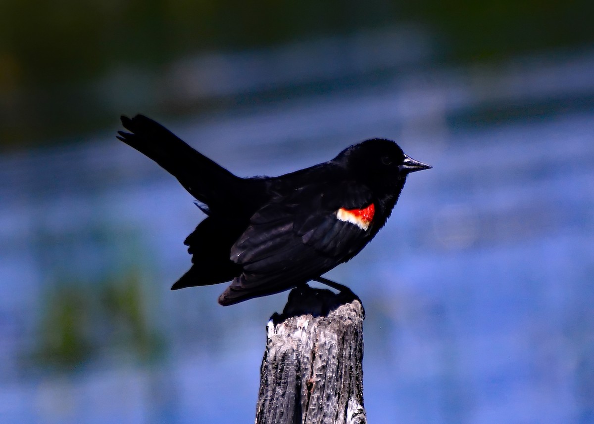 Red-winged Blackbird (Red-winged) - ML206163201