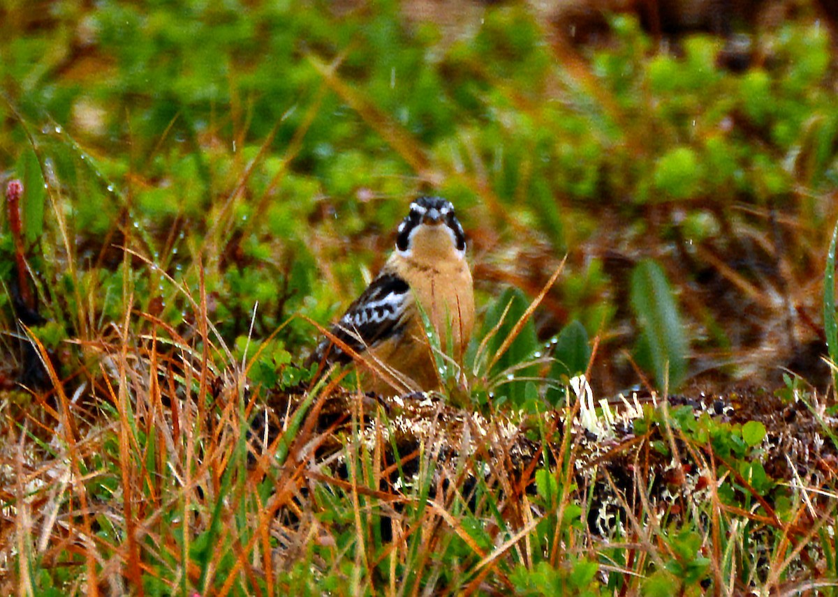 Smith's Longspur - ML206163241