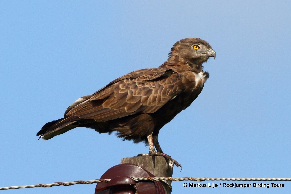 Brown Snake-Eagle - Markus Lilje