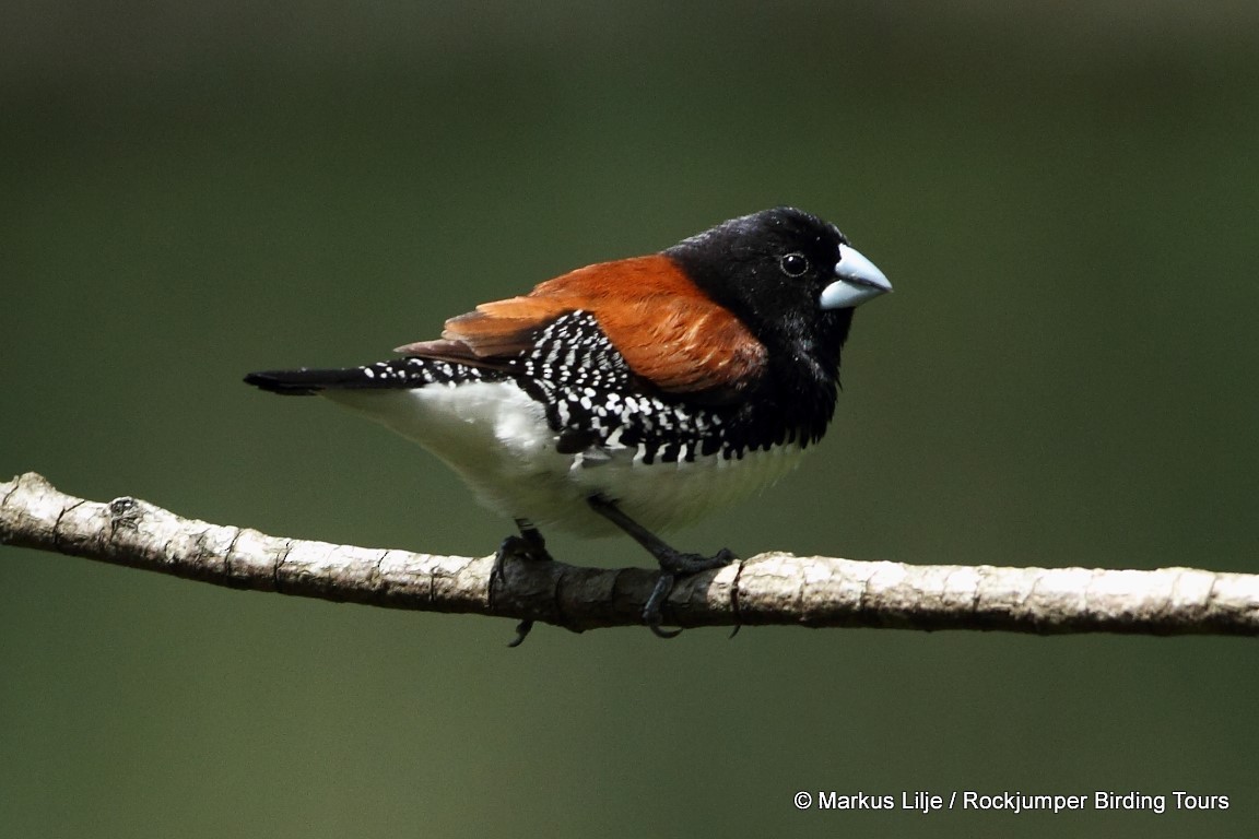 Capuchino Bicolor - ML206163341