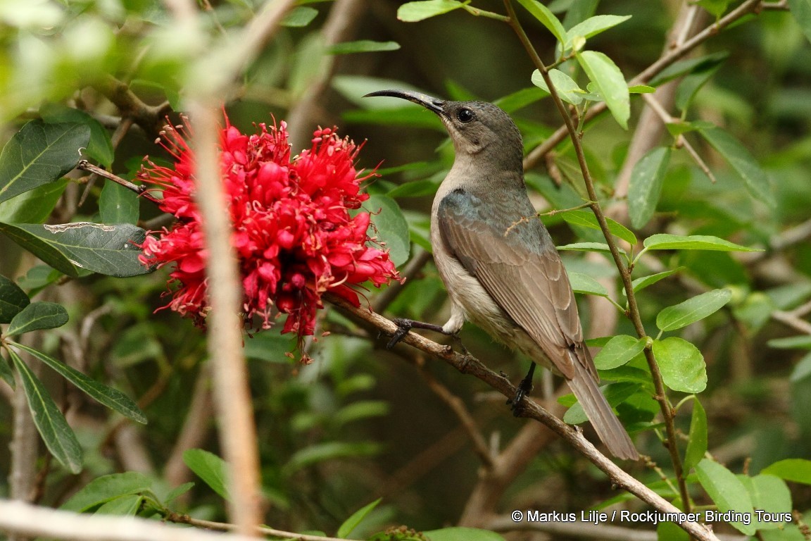 Mouse-colored Sunbird - ML206163431