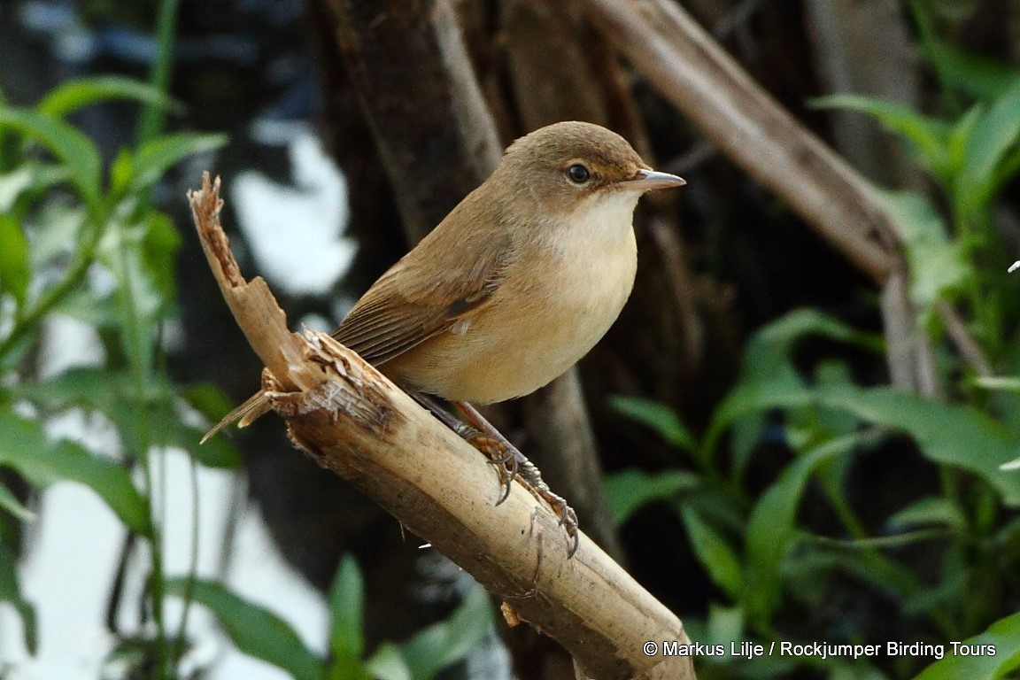 rørsanger (baeticatus gr.) - ML206163471