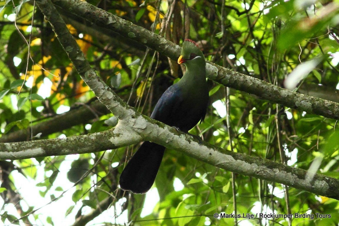 Yellow-billed Turaco - Markus Lilje