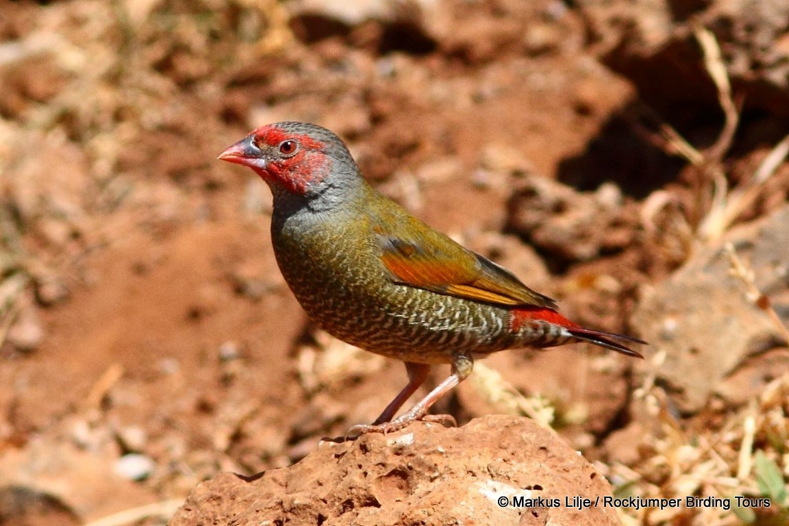 Orange-winged Pytilia - Markus Lilje