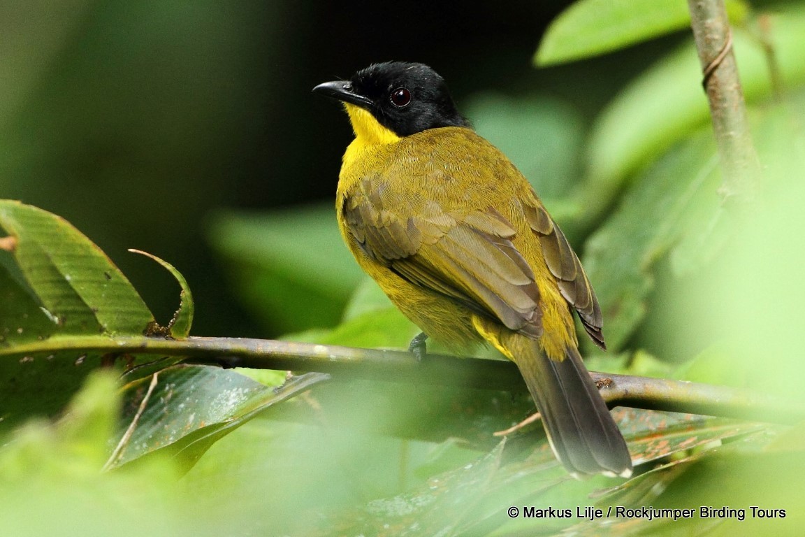 Bulbul à tête noire - ML206163811