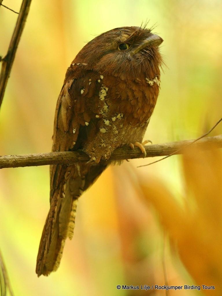 Sri Lanka Frogmouth - ML206163821