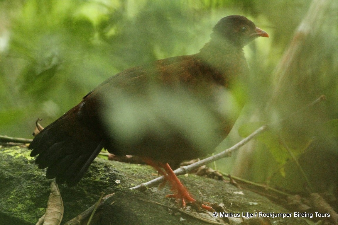 Sri Lanka Spurfowl - ML206163841