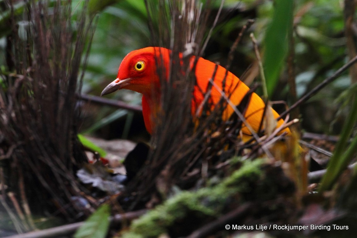 Flame Bowerbird - Markus Lilje