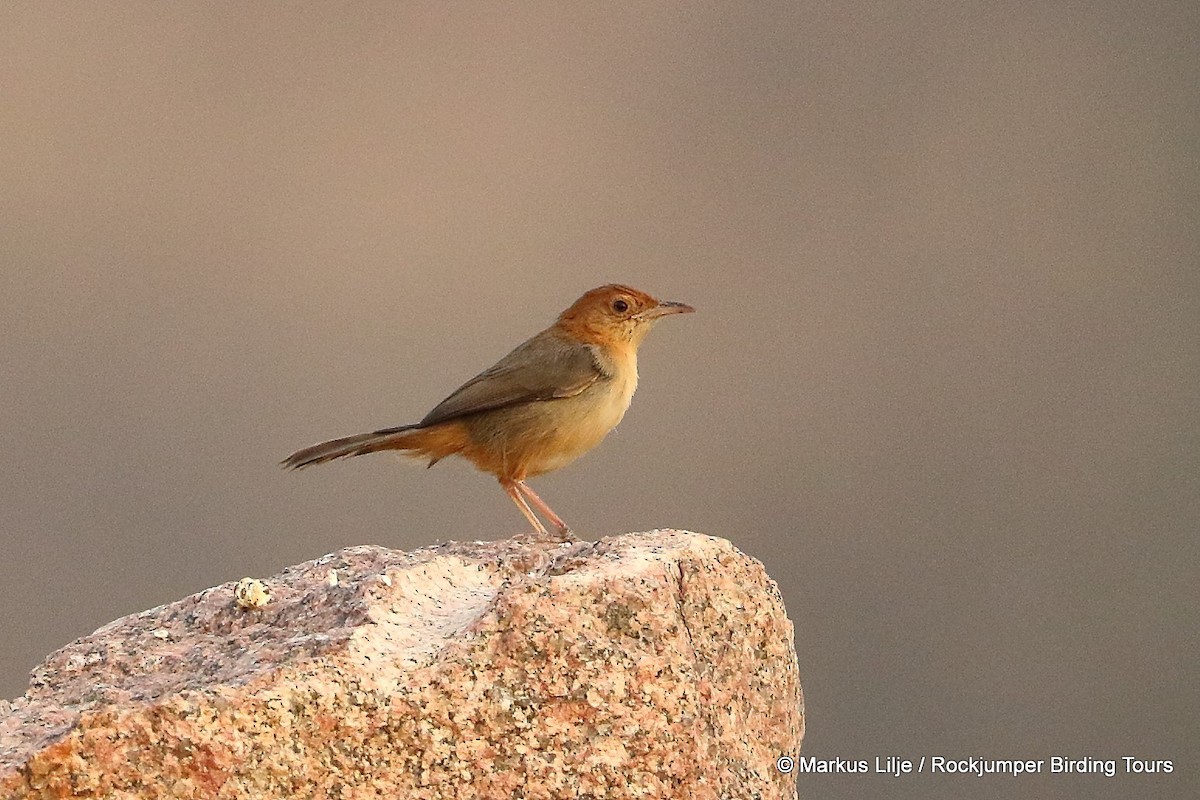 Rock-loving Cisticola (Rock-loving) - Markus Lilje