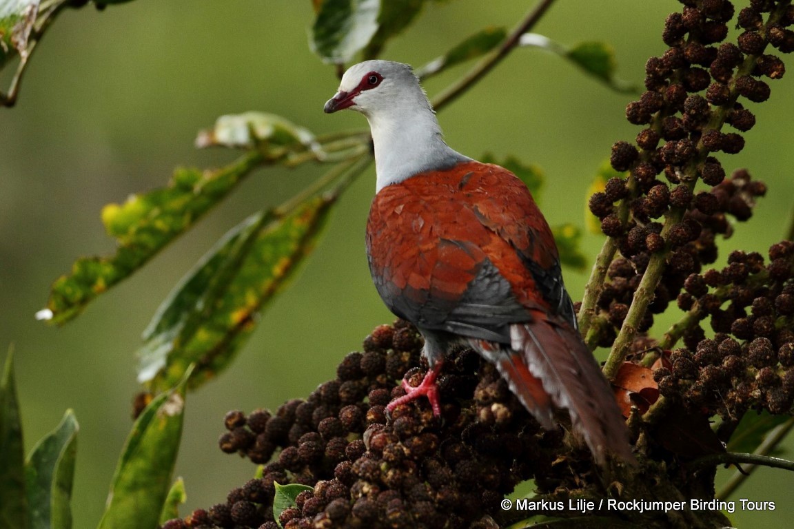 Great Cuckoo-Dove - Markus Lilje