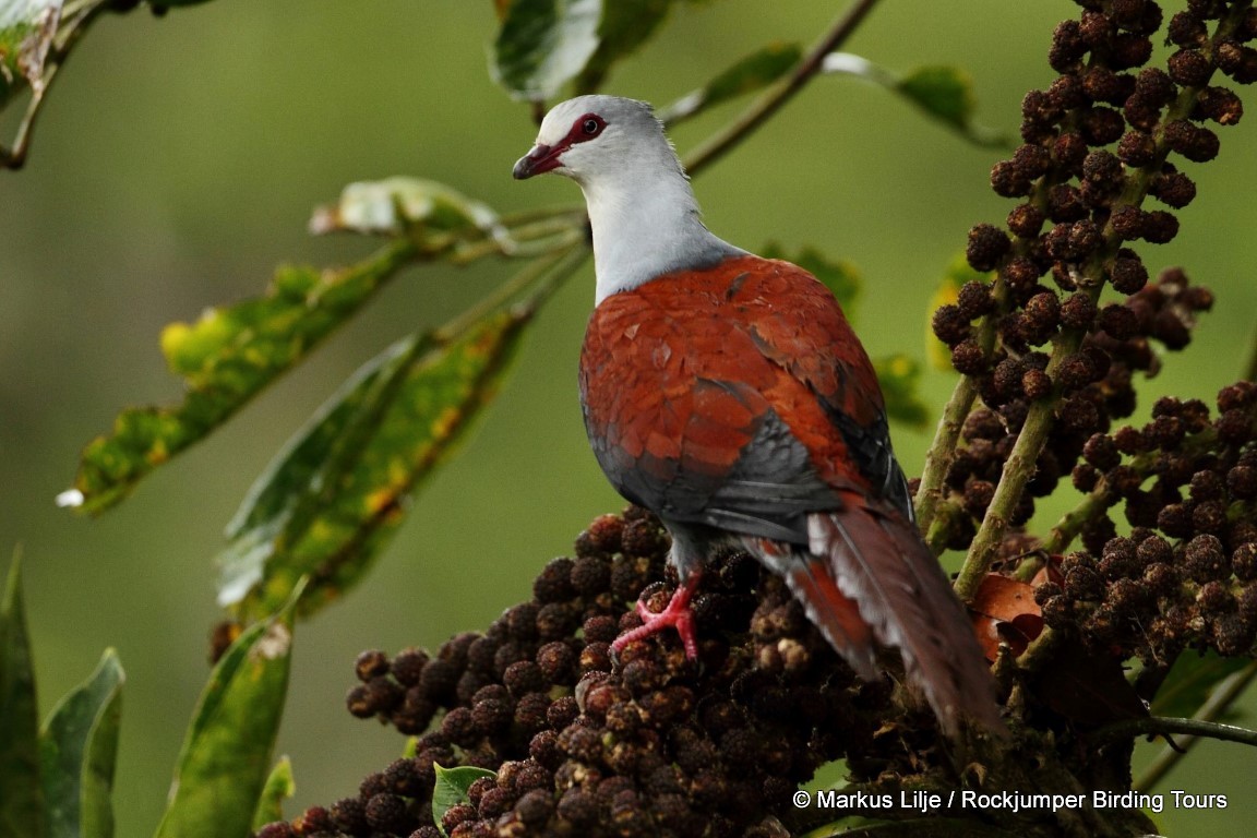 Great Cuckoo-Dove - ML206163971