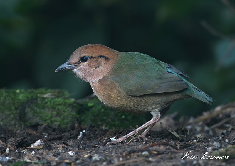 Rusty-naped Pitta - Peter Ericsson