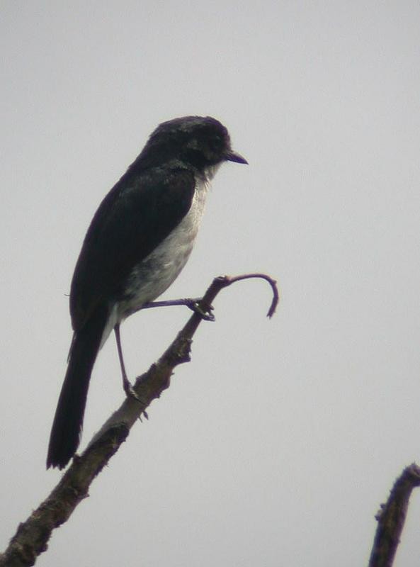 Jerdon's Bushchat - ML206164361