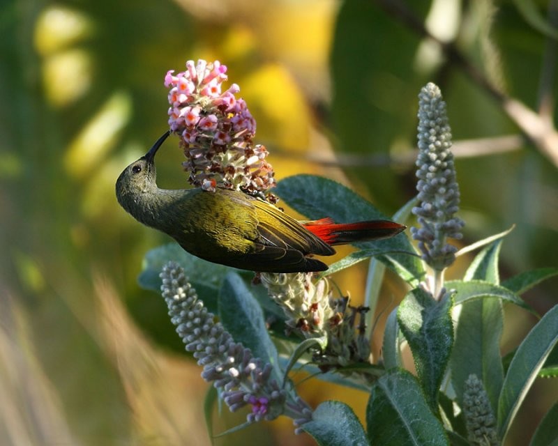 Fire-tailed Sunbird - ML206164391