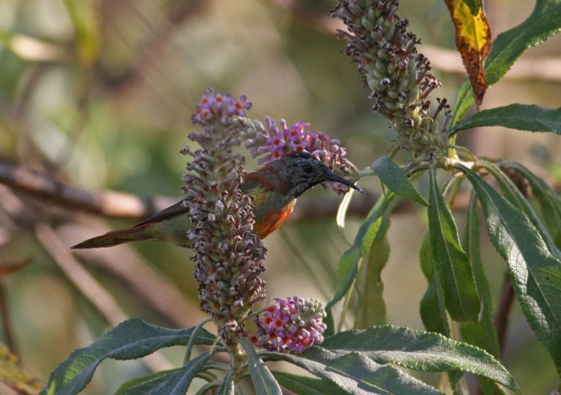 Fire-tailed Sunbird - ML206164411