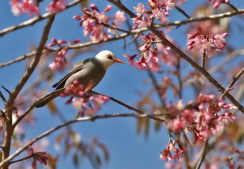 White-headed Bulbul - ML206164471