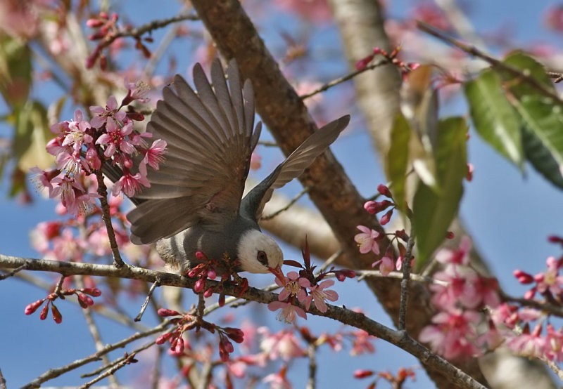 White-headed Bulbul - ML206164481