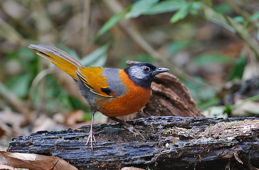 Collared Laughingthrush - Peter Ericsson