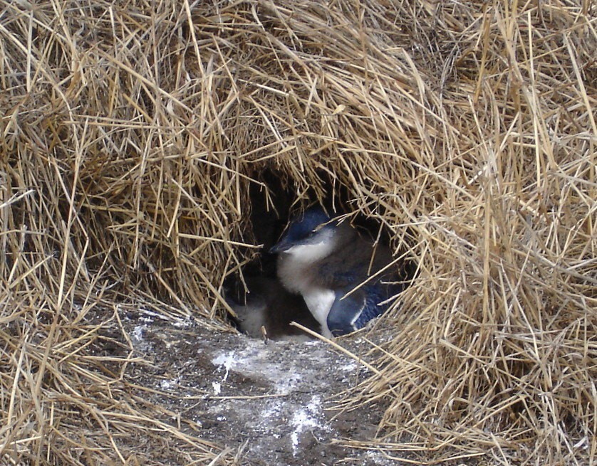 Little Penguin - ML206164551