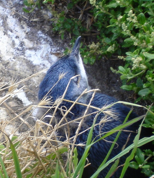 Little Penguin - ML206164561