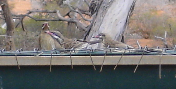 Spiny-cheeked Honeyeater - ML206164611