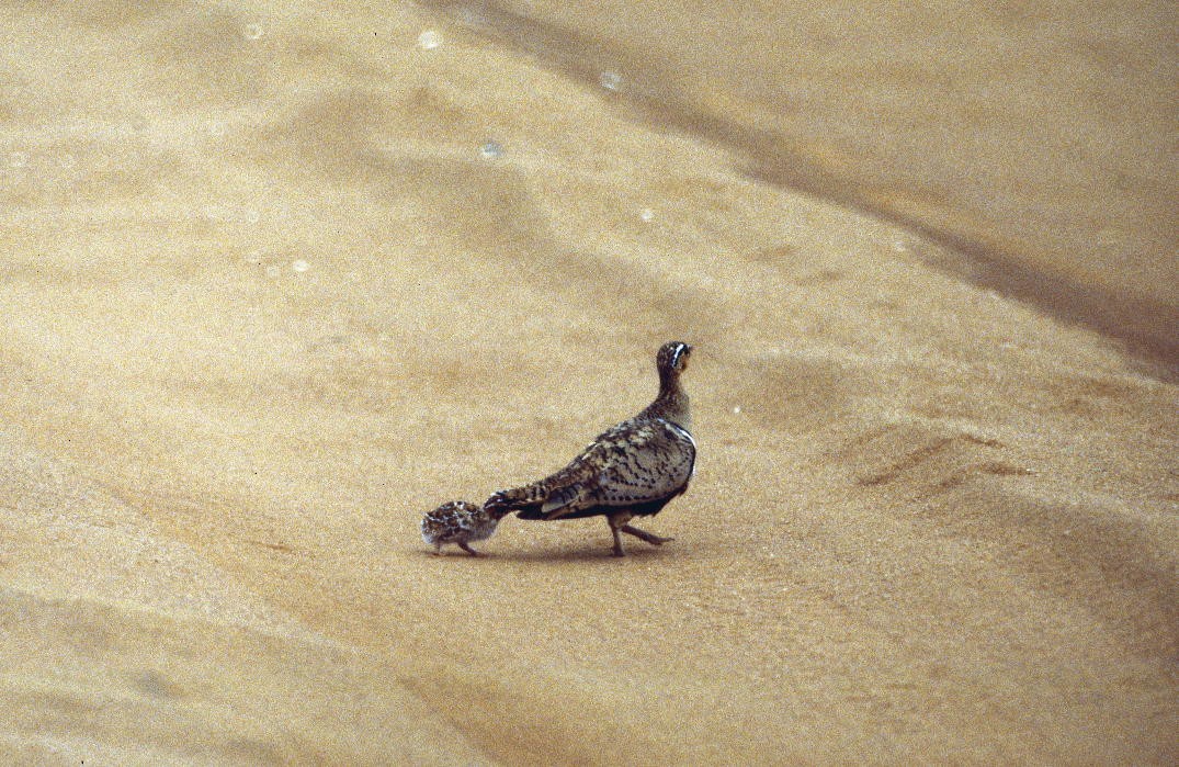 Black-faced Sandgrouse - ML206164631