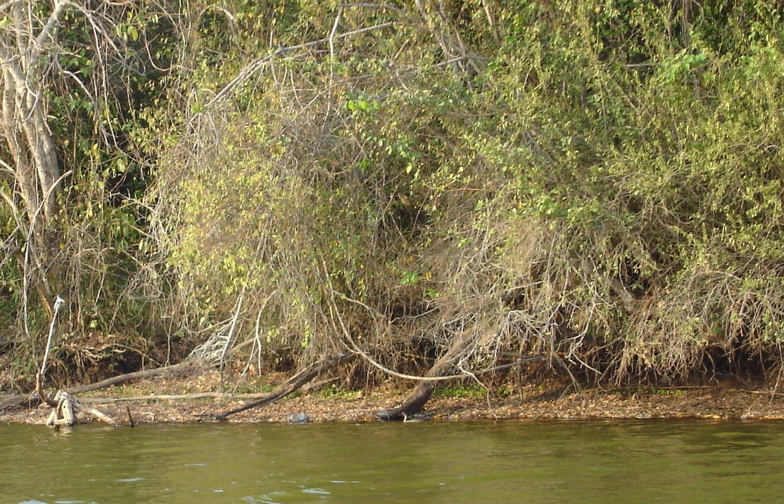 African Finfoot - ML206164651