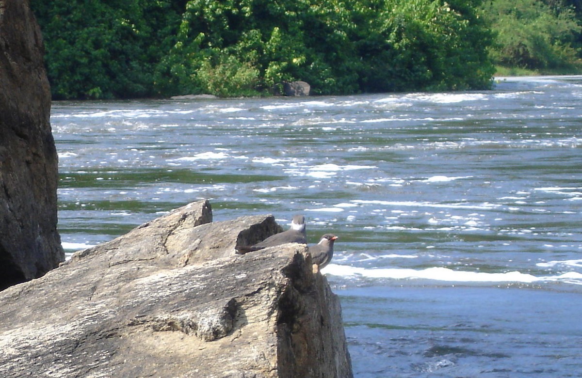 Rock Pratincole - ML206164661