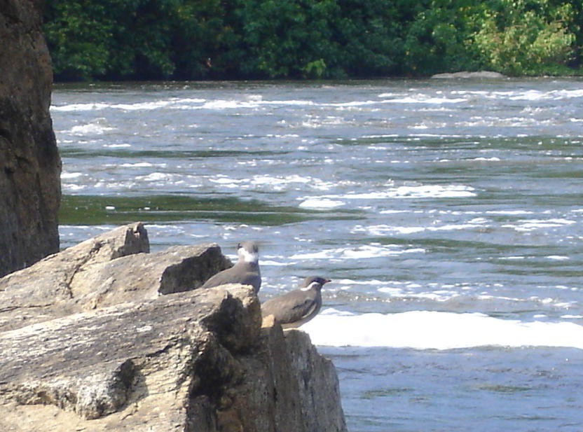 Rock Pratincole - ML206164671