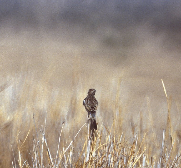 White-browed Bushchat - ML206164711