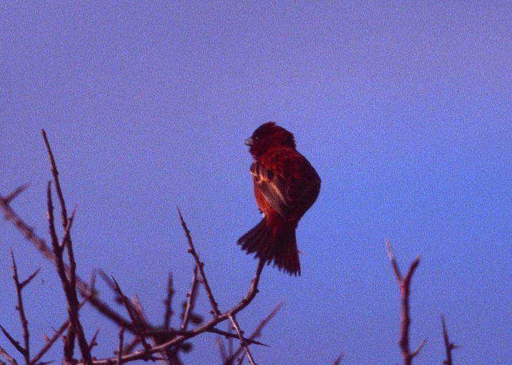 Chestnut Sparrow - ML206164761