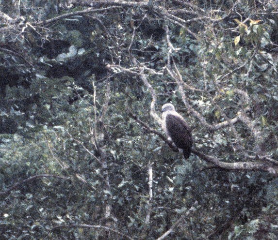 Pallas's Fish-Eagle - ML206164781