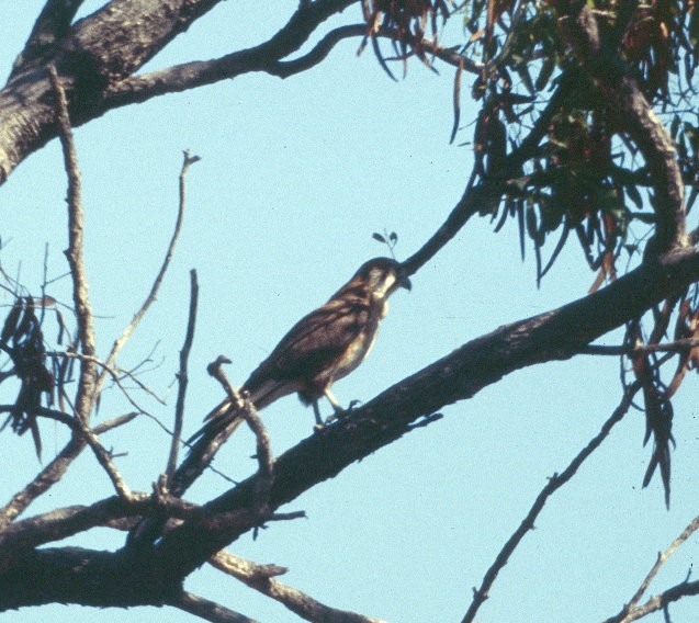 Red Goshawk - ML206164791