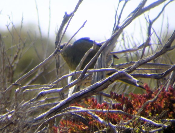Rock Parrot - ML206164831