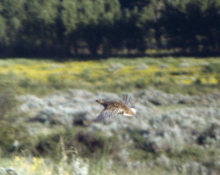 Sharp-tailed Grouse - ML206164941