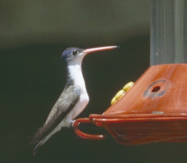 Violet-crowned Hummingbird - ML206164971