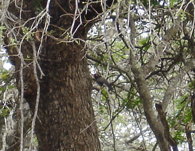 Retz's Helmetshrike - ML206164981