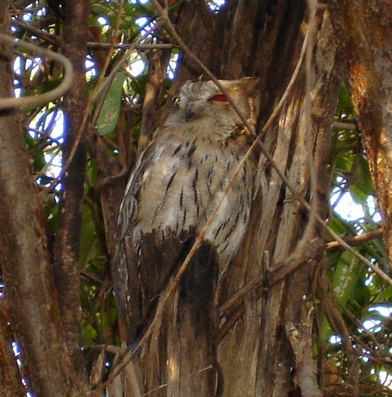 scops-owl sp. - ML206165021